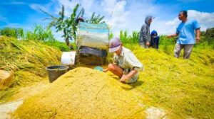Ketahanan Pangan dan Mitigasi Kemarau: Menjaga Produksi di Tengah Tantangan Iklim
 
 