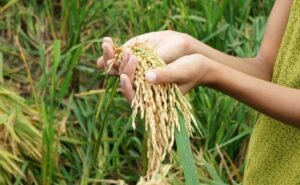 Peneliti Apresiasi Kenaikan Produksi Beras Berikan Optimis Swasembada Pangan