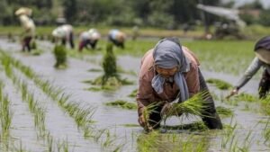 Surplus Beras 4 Juta Ton, Bukti Nyata Swasembada Pangan Nasional di Tahun Pertama Prabowo–Gibran