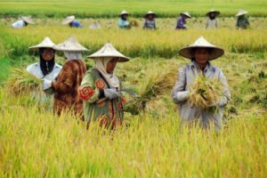 Kemandirian Pangan dan Energi Papua, Jalan Strategis Menuju Kesejahteraan Merata
