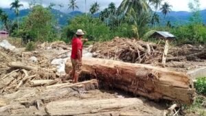 Pemerintah Terus Bersihkan dan Salurkan Kayu Gelondongan untuk Pemulihan Akses dan Permukiman