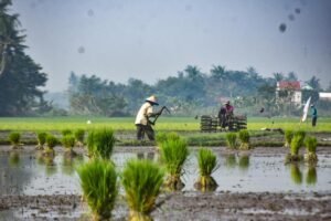 Mengapresiasi Komitmen Pemerintah Jaga Surplus dan Stabilitas Harga Pangan Nasional