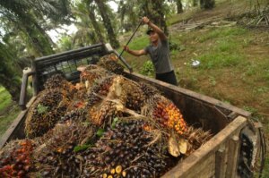 Pemerintah Dorong Swasembada Energi melalui Komoditas Strategis