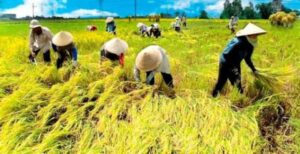 Ketika Dunia Bergejolak, Swasembada Pangan Adalah Solusi