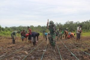 Pemerintah Perkuat Ketahanan Pangan Papua Lewat Sinergi Distribusi dan Pemberdayaan Masyarakat