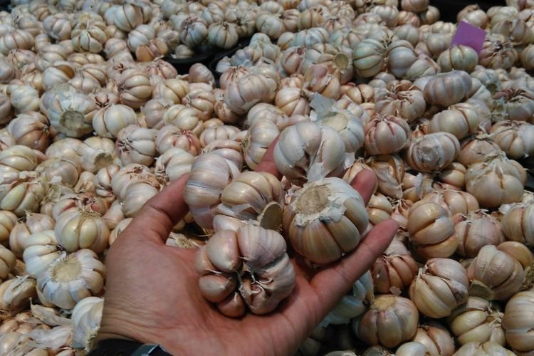 Dukungan Untuk Pembibitan Petani Indonesia Kejar Swasembada Bawang Putih
