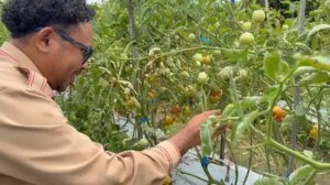 MBG Jadi Penggerak Ekonomi Lokal dan Kesejahteraan Petani Papua