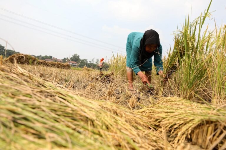 Peran Strategis Asuransi Pertanian dalam Menjaga Ketahanan Finansial Pahlawan Pangan