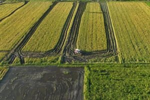 Pemerintah Perkuat Fondasi Kemandirian Pangan Papua